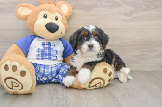 Best Mini Bernedoodle Baby