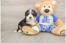Mini Bernedoodle Puppy for Adoption