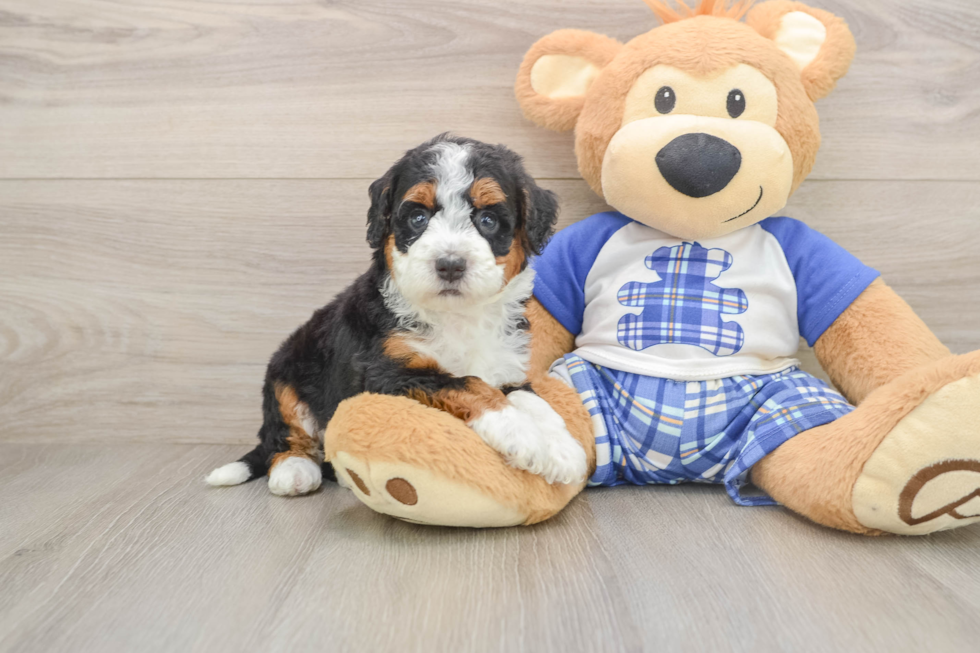 Mini Bernedoodle Puppy for Adoption