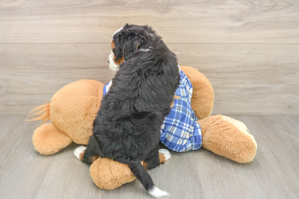 Playful Bernese Doodle Poodle Mix Puppy