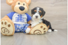 Hypoallergenic Mini Bernese Poodle Poodle Mix Puppy