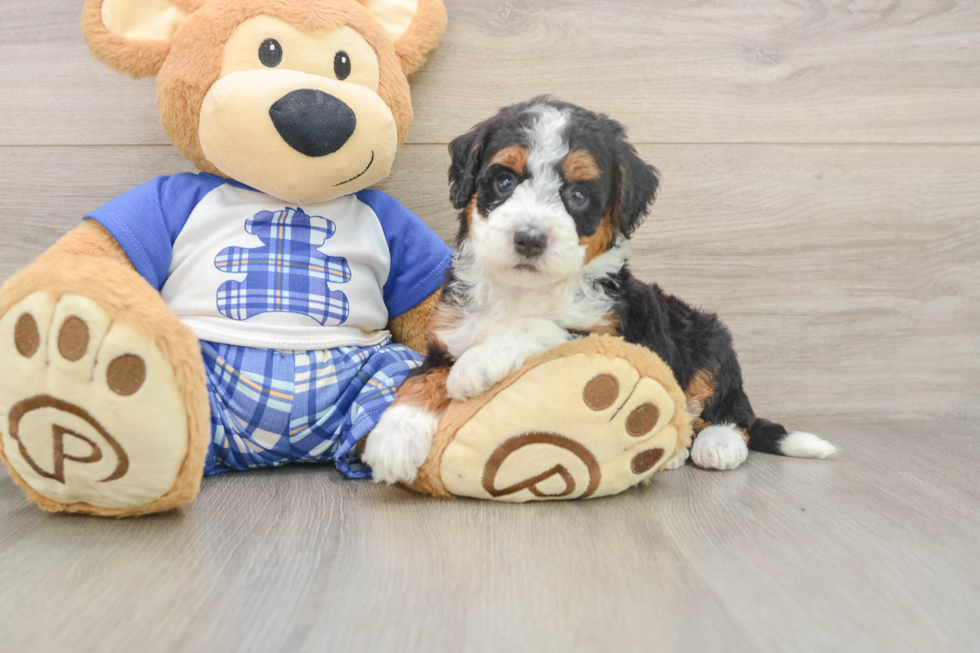 Hypoallergenic Mini Bernese Poodle Poodle Mix Puppy