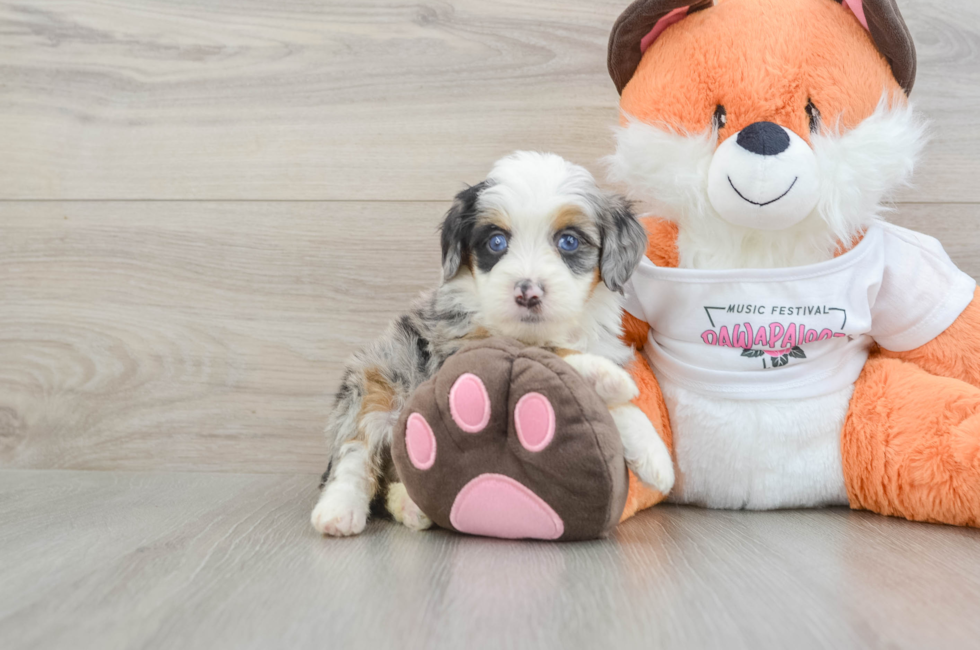 5 week old Mini Bernedoodle Puppy For Sale - Florida Fur Babies
