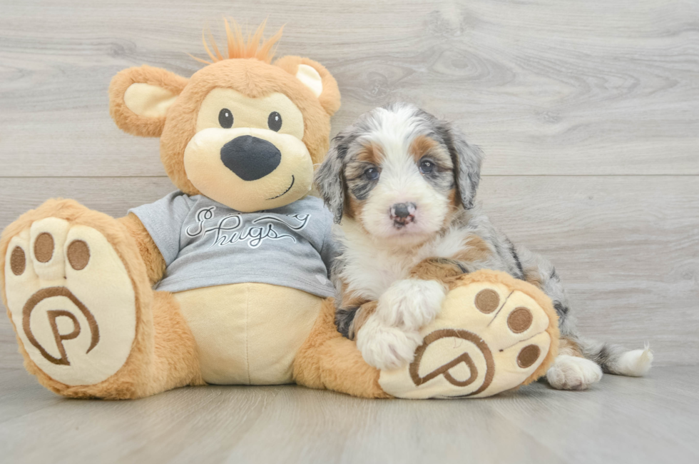5 week old Mini Bernedoodle Puppy For Sale - Florida Fur Babies