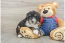 Energetic Mini Berniedoodle Poodle Mix Puppy