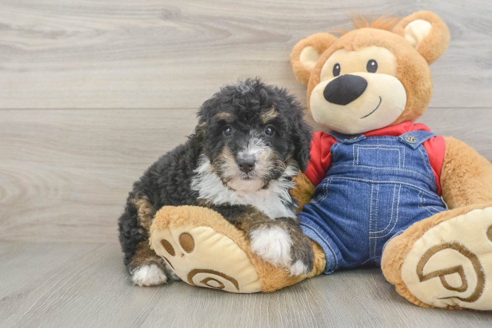 Energetic Mini Berniedoodle Poodle Mix Puppy