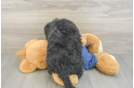 Friendly Mini Bernedoodle Baby