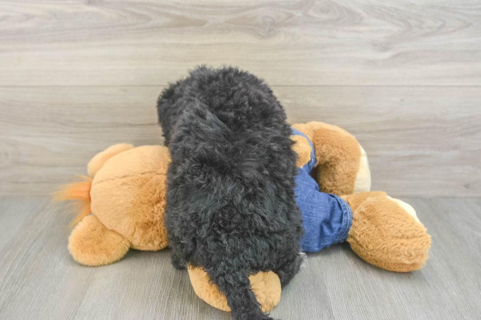 Friendly Mini Bernedoodle Baby