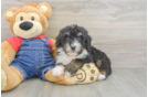 Hypoallergenic Bernadoodle Poodle Mix Puppy