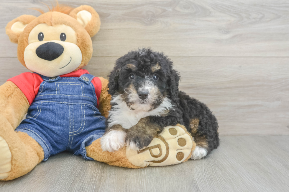 Hypoallergenic Bernadoodle Poodle Mix Puppy