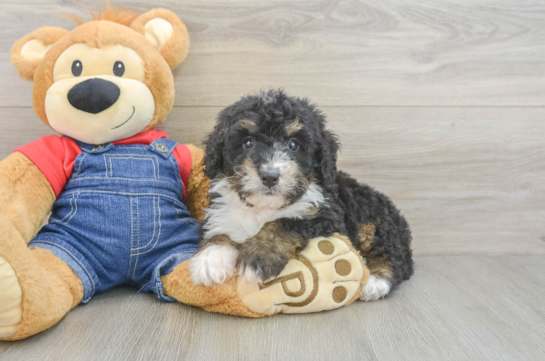 Hypoallergenic Bernadoodle Poodle Mix Puppy