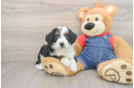 Mini Bernedoodle Puppy for Adoption