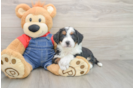 Mini Bernedoodle Puppy for Adoption