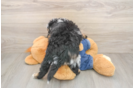 Funny Mini Bernedoodle Poodle Mix Pup
