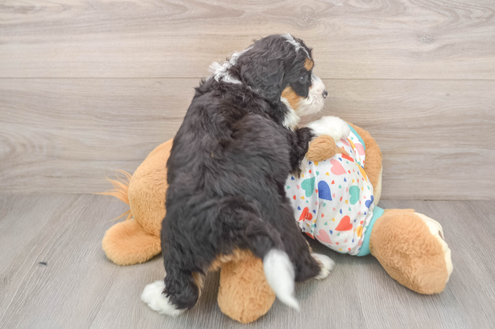 Sweet Mini Bernedoodle Baby