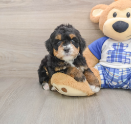 6 week old Mini Bernedoodle Puppy For Sale - Florida Fur Babies