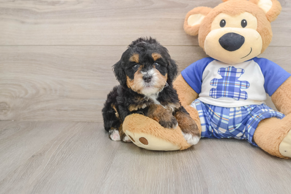 Best Mini Bernedoodle Baby