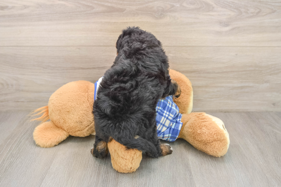 Mini Bernedoodle Pup Being Cute