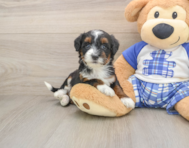 7 week old Mini Bernedoodle Puppy For Sale - Florida Fur Babies