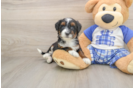 Hypoallergenic Mini Bernesedoodle Poodle Mix Puppy