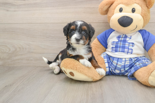 Hypoallergenic Mini Bernesedoodle Poodle Mix Puppy