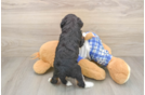 Mini Bernedoodle Puppy for Adoption