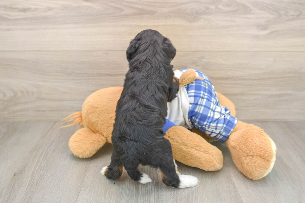 Mini Bernedoodle Puppy for Adoption