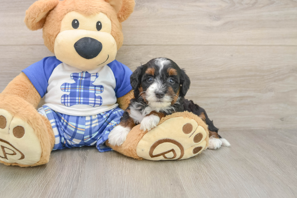 Cute Mini Bernedoodle Baby