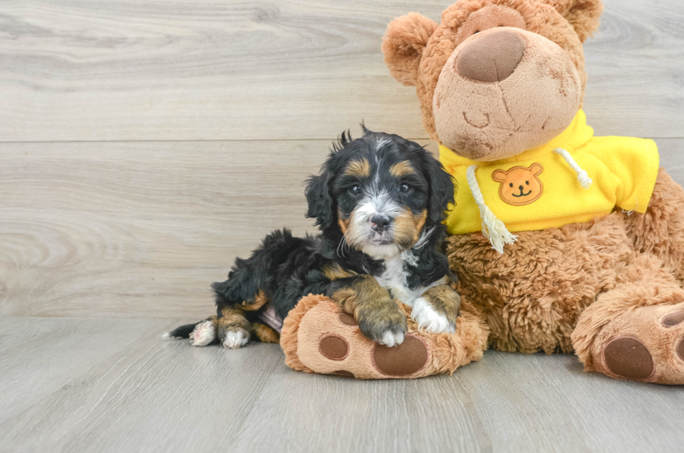 6 week old Mini Bernedoodle Puppy For Sale - Florida Fur Babies