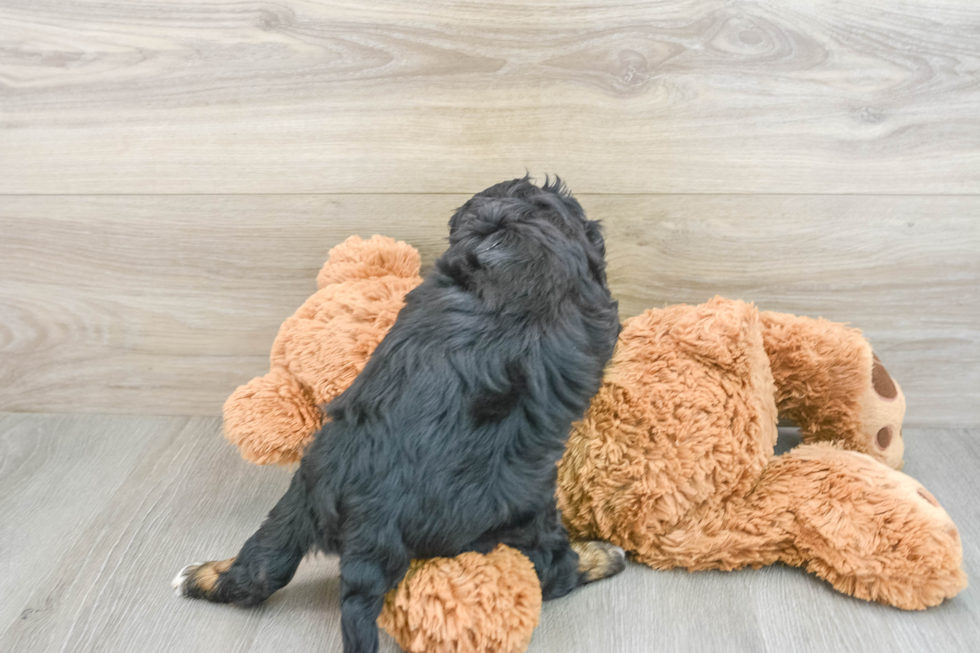 Energetic Bernadoodle Poodle Mix Puppy