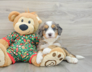 6 week old Mini Bernedoodle Puppy For Sale - Florida Fur Babies