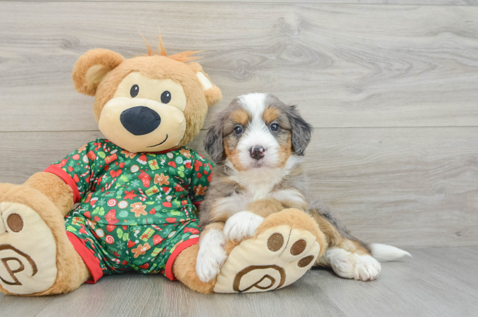 5 week old Mini Bernedoodle Puppy For Sale - Florida Fur Babies