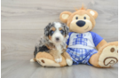 Mini Bernedoodle Puppy for Adoption