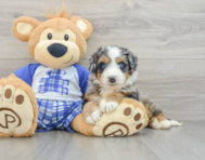 7 week old Mini Bernedoodle Puppy For Sale - Florida Fur Babies