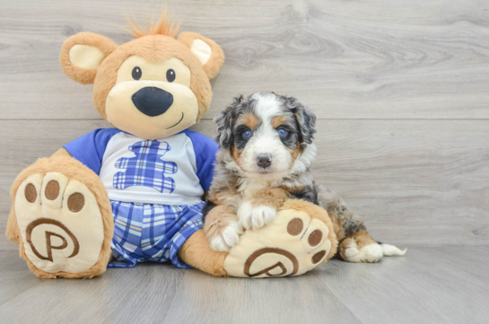 Friendly Mini Bernedoodle Baby