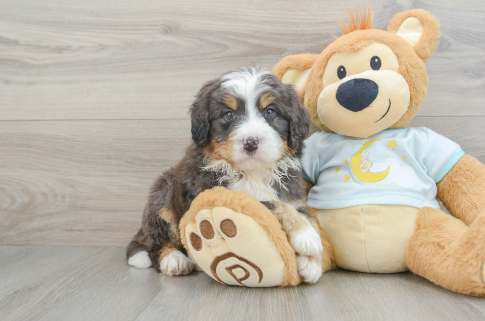 5 week old Mini Bernedoodle Puppy For Sale - Florida Fur Babies