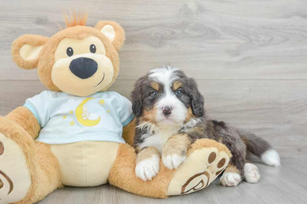 Popular Mini Bernedoodle Poodle Mix Pup