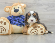 7 week old Mini Bernedoodle Puppy For Sale - Florida Fur Babies