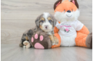 Friendly Mini Bernedoodle Baby