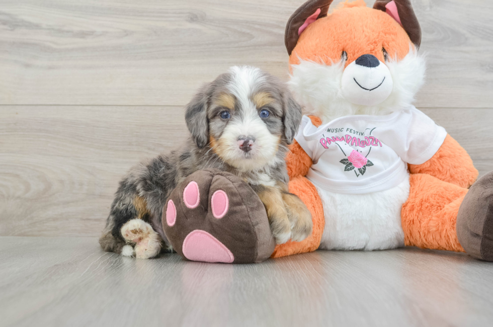 5 week old Mini Bernedoodle Puppy For Sale - Florida Fur Babies