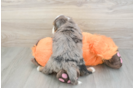 Cute Mini Bernedoodle Baby