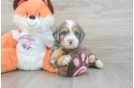 Energetic Mini Bernese Poodle Poodle Mix Puppy