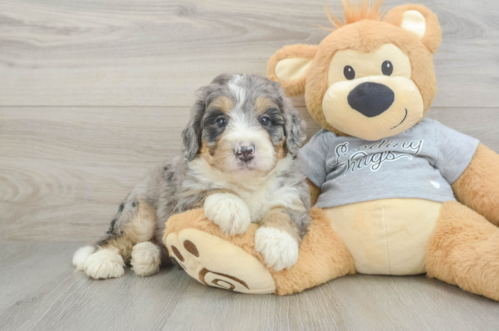 5 week old Mini Bernedoodle Puppy For Sale - Florida Fur Babies