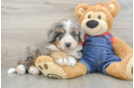 Petite Mini Bernedoodle Poodle Mix Pup