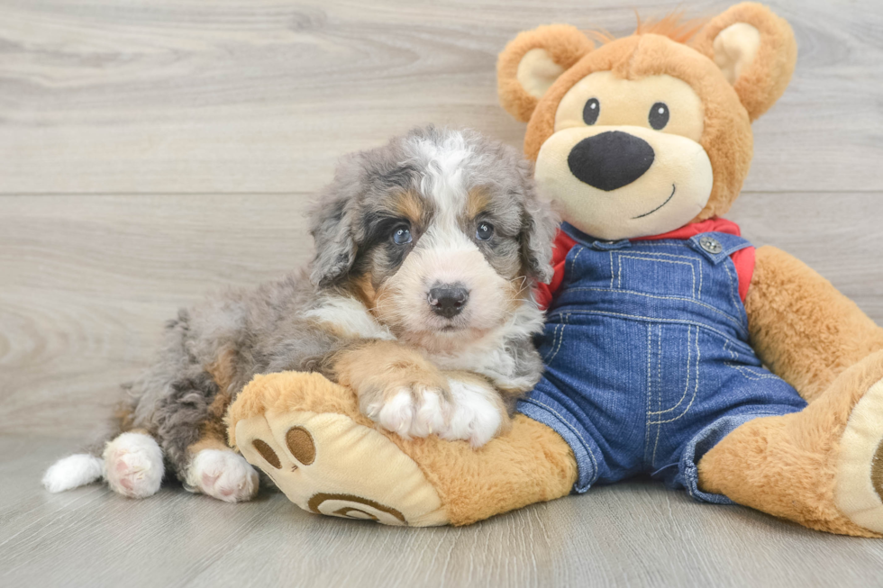 Petite Mini Bernedoodle Poodle Mix Pup