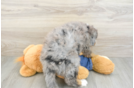 Popular Mini Bernedoodle Poodle Mix Pup