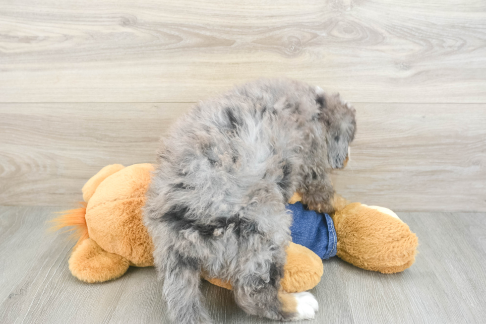 Popular Mini Bernedoodle Poodle Mix Pup