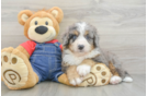 Happy Mini Bernedoodle Baby