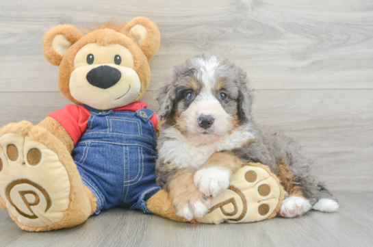 Happy Mini Bernedoodle Baby