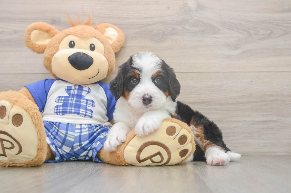 5 week old Mini Bernedoodle Puppy For Sale - Florida Fur Babies